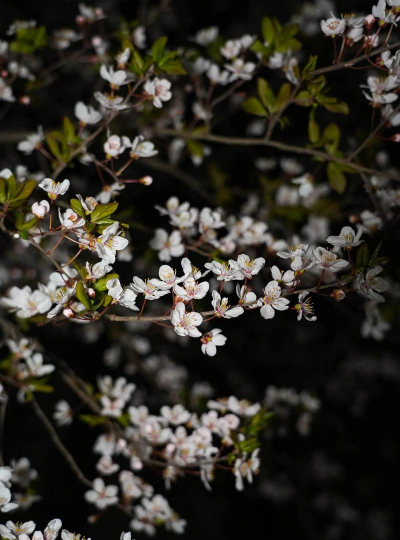 红叶李开的什么花