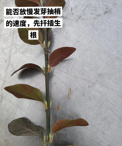 位毛扦插怎么样剪牙