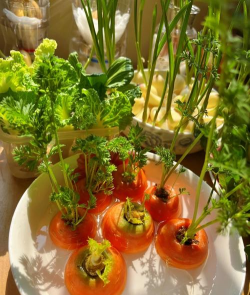 家庭养花用生根粉