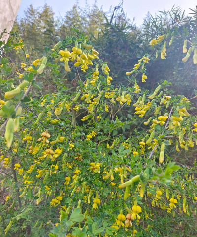 黄芪花长什么样子