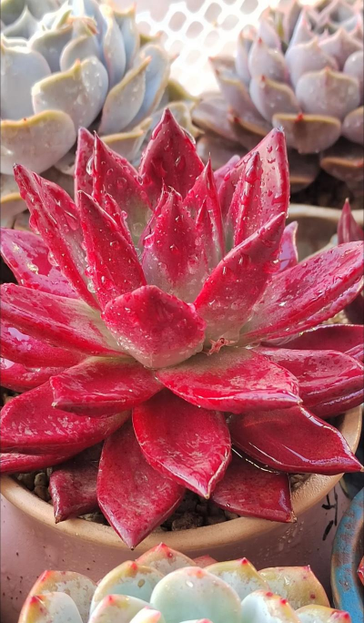 家庭养花用生根粉