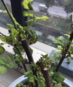 家庭养花用生根粉