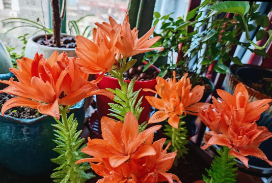 家庭养花用生根粉