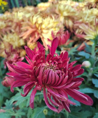 家庭养花用生根粉