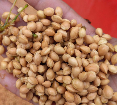 观赏樱桃种子有什么好处