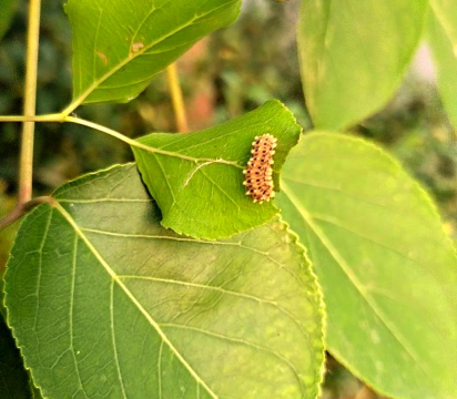 重阳木生的什么虫