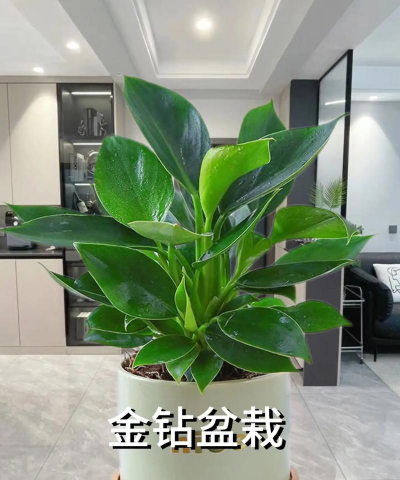 金钻绿蔓绒怎么样