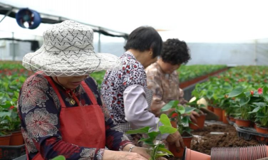 家庭养花用生根粉