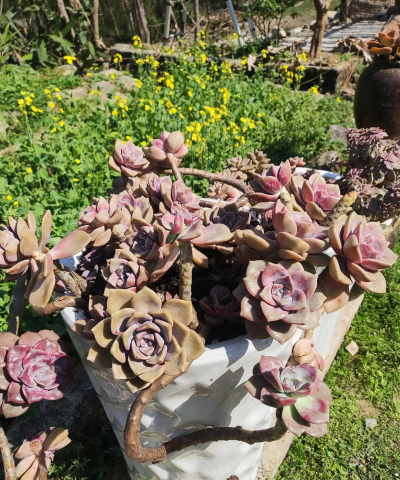 家庭养花用生根粉