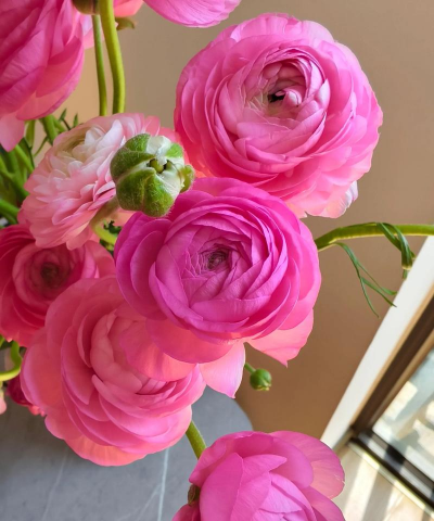 洋牡丹花谢后怎么样