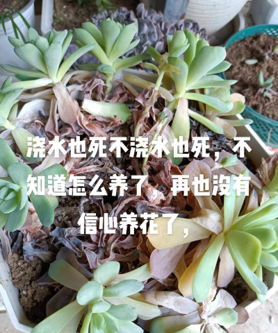 养花难遇养花人下一句是什么