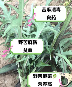 野苦荬菜怎么样吃