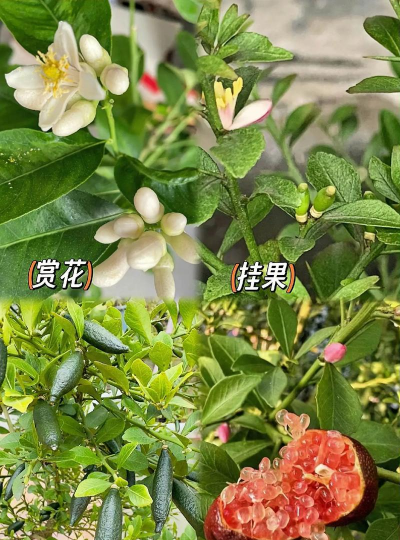 指橙能在什么环境种植