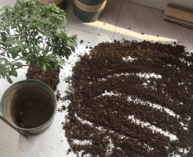 家庭养花用生根粉