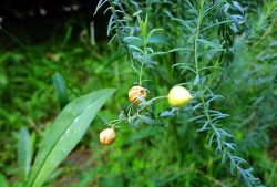 宿根亚麻什么科