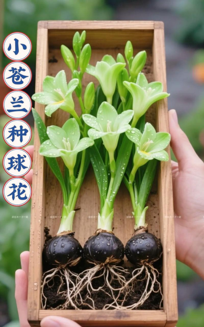 家庭养花用生根粉