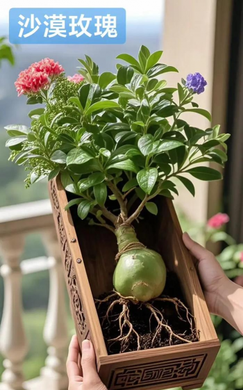 家庭养花用生根粉