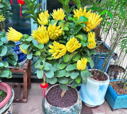 金佛手花如何养护