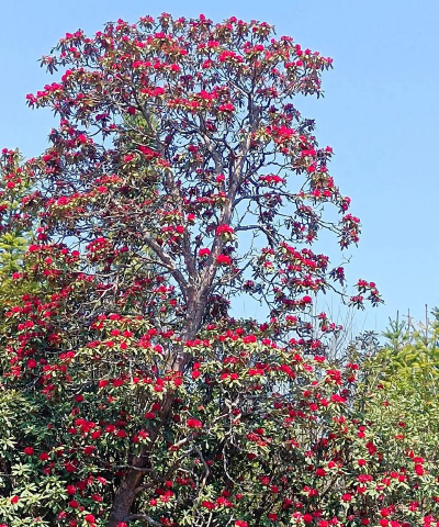 藏红花的树是怎么样