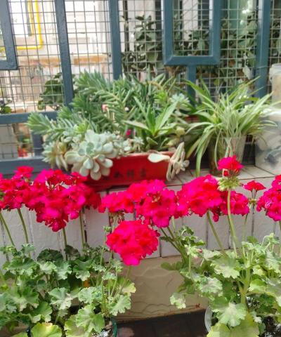 家庭养花用生根粉