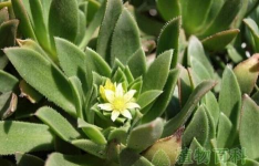 毛叶莲花掌上什么肥