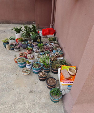 家庭养花用生根粉