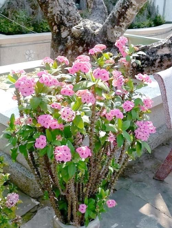 家庭养花用生根粉