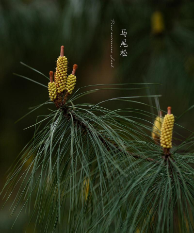 马尾松是怎么样的