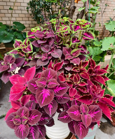 花卉五彩叶怎么样