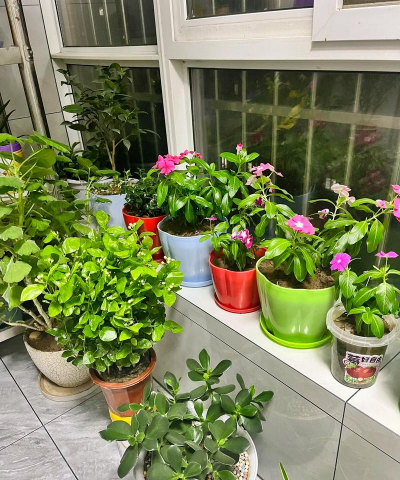 家庭养花用生根粉