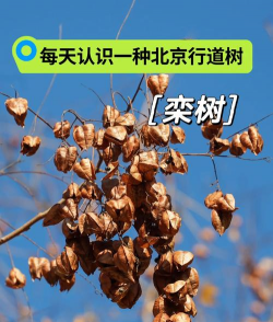 栾树未来行情如何