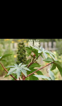 大麻树有什么用