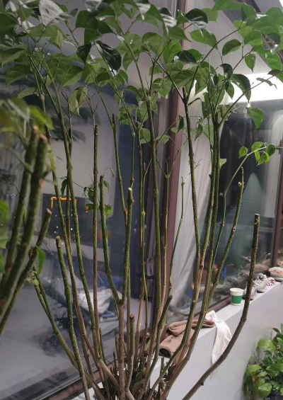 家庭养花用生根粉