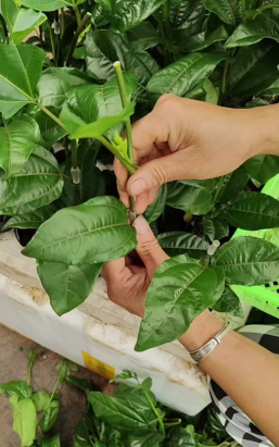 家庭养花用生根粉