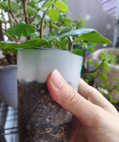 家庭养花用生根粉