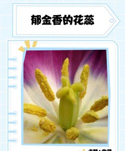 郁金香有蕾难开花的几个原因 郁金香有蕾难开花的几个原因