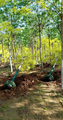 家庭养花用生根粉