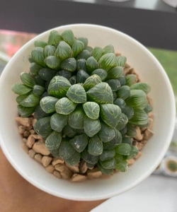 圆头玉露为什么会干