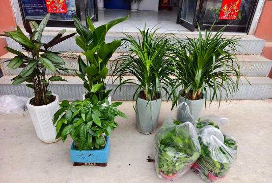 家庭养花用生根粉