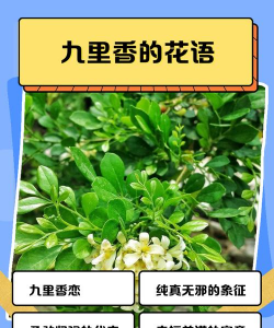 九里香象征什么