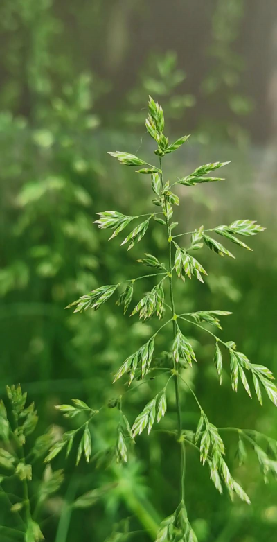 午夜草地早熟禾(Midnight)