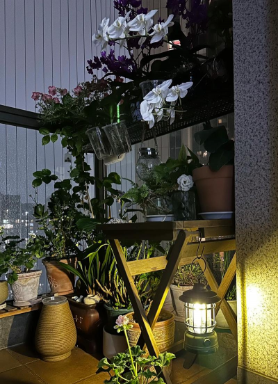 家庭养花用生根粉