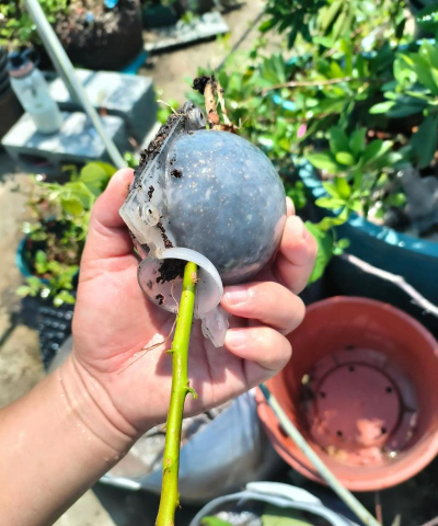 家庭养花用生根粉