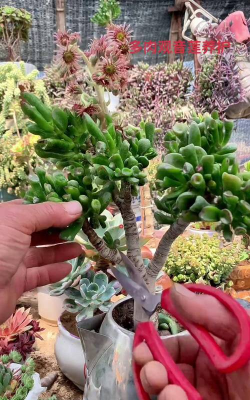 家庭养花用生根粉