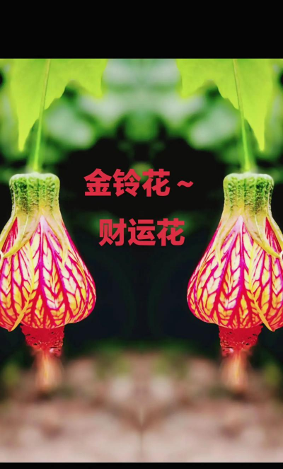 什么花寓意财源滚滚