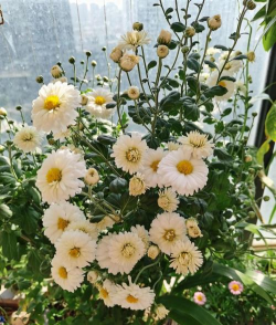 杭白菊什么节季开花