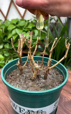 家庭养花用生根粉