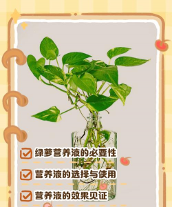 怎么样自制绿萝的营养液