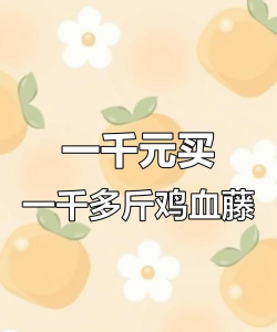 野生鸡血藤什么价