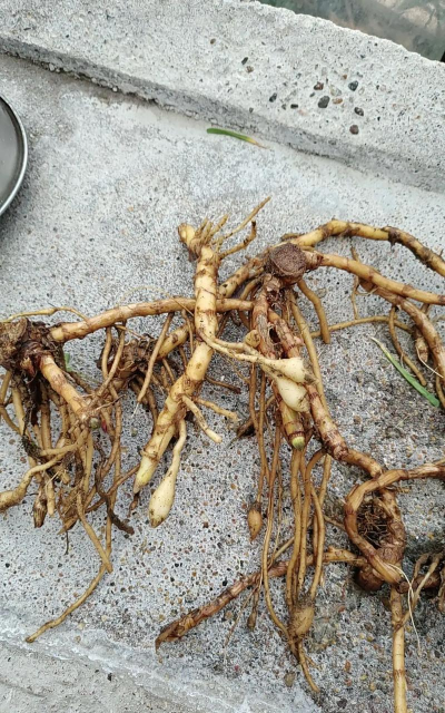 雯心草的根是怎么样的